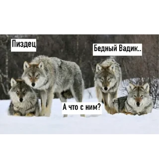 ❓ emoji Волк Telegram sticker 6 of 60