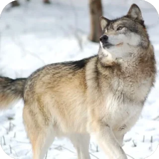 🫥 emoji •Волк• Telegram sticker 14 of 22