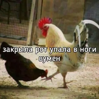 🙄 emoji Куринные будни • @musqw5 Telegram sticker 20 of 120