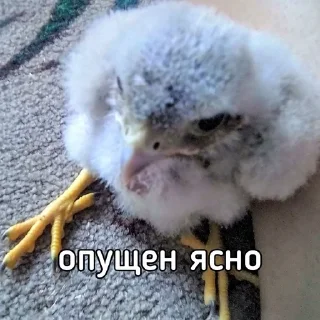 😂 emoji Куринные будни • @musqw5 Telegram sticker 10 of 120