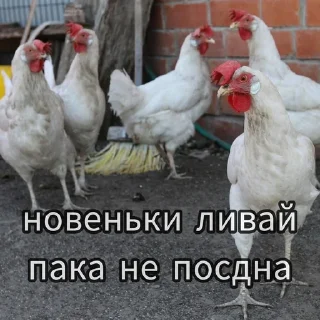 🌟 emoji Куринные будни • @musqw5 Telegram sticker 3 of 120