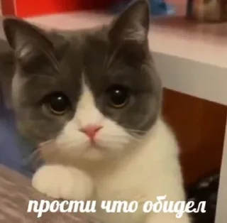 🌟 emoji Милота Telegram sticker 6 of 74