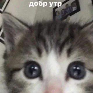 😘 emoji кити Telegram sticker 8 of 50