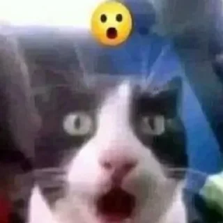 😮 emoji кити Telegram sticker 24 of 50