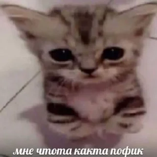 😒 emoji кити Telegram sticker 17 of 50