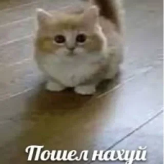 😡 emoji кити Telegram sticker 12 of 50