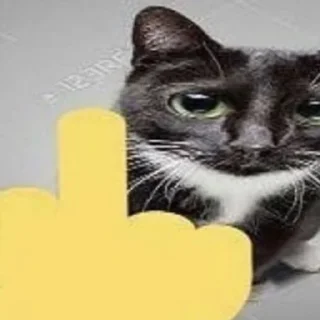 🤬 emoji кити Telegram sticker 14 of 50