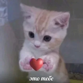 🫶 emoji кити Telegram sticker 6 of 50
