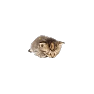 😻 emoji кити | @Stick4Gram Telegram sticker 12 of 24