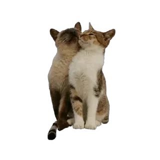 😻 emoji кити | @Stick4Gram Telegram sticker 22 of 24
