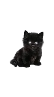 😻 emoji кити | @Stick4Gram Telegram sticker 7 of 24