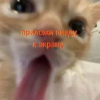 🚬 emoji котики✨(мат) Telegram sticker 18 of 58