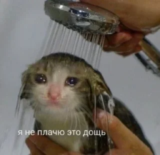 😭 emoji Моё Telegram sticker 24 of 120