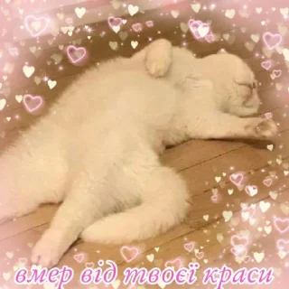 🥴 emoji емоції бандерівця by @inteakiss Telegram sticker 13 of 82
