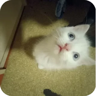 🐱 emoji киты рамирова села Telegram sticker 17 of 61