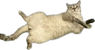 🌟 emoji киты 🐈‍⬛ Telegram sticker 22 of 28