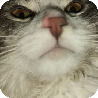 🐱 emoji Киты Telegram sticker 10 of 25