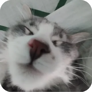 🐱 emoji Киты Telegram sticker 11 of 25