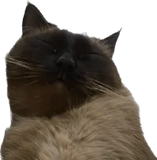 🌟 emoji киты 🐈‍⬛ Telegram sticker 17 of 28