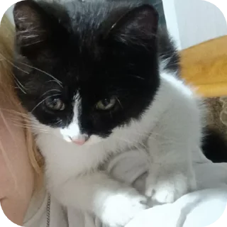 🐱 emoji киты рамирова села Telegram sticker 20 of 61