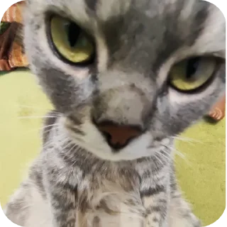 🐱 emoji киты рамирова села Telegram sticker 5 of 61