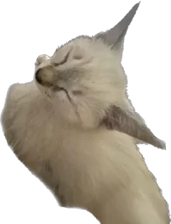 Sticker from киты 🐈‍⬛