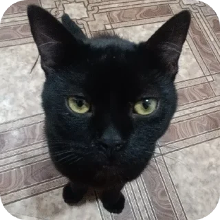 🐱 emoji киты рамирова села Telegram sticker 9 of 61