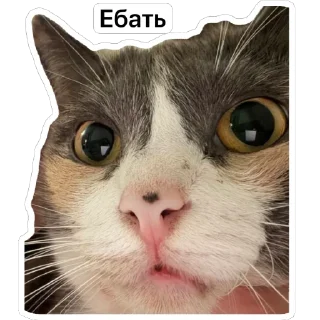 🫥 emoji Киты Telegram sticker 16 of 29