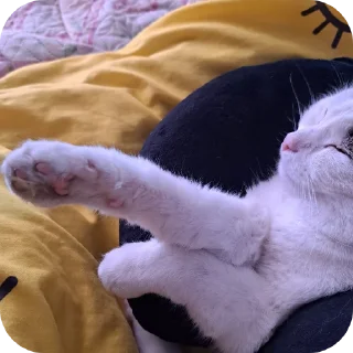 🐱 emoji мася дура Telegram sticker 8 of 83