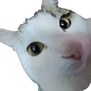 🐱 emoji мася дура Telegram sticker 6 of 83