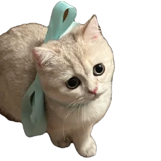 🥺 emoji Мася Гномыч Telegram sticker 12 of 22