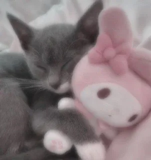 Sticker from my kittes @ssshhhipuchka