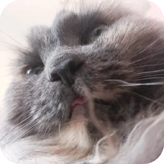 😝 emoji Luvvas Telegram sticker 24 of 56