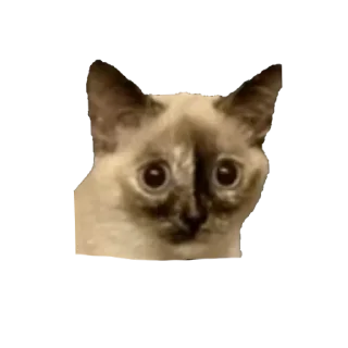 Sticker from У меня премка кончилась