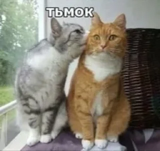 💋 emoji Котыыыы Telegram sticker 21 of 44