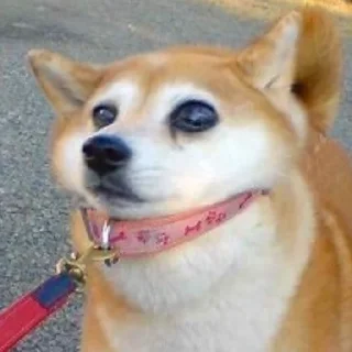 🧐 emoji шушик съест весь мир Telegram sticker 18 of 50