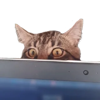 🕵️‍♂️ emoji КОТЕК Маркус Telegram sticker 21 of 22