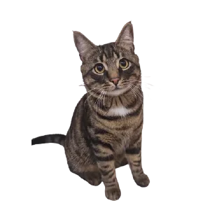🙂 emoji КОТЕК Маркус Telegram sticker 20 of 22
