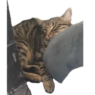 😴 emoji КОТЕК Маркус Telegram sticker 7 of 22