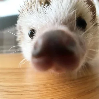 🦔 emoji Жейски мемчики Telegram sticker 18 of 99