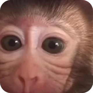 🐒 emoji бибизянис @bibizianis Telegram sticker 23 of 30