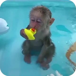 🐒 emoji бибизянис @bibizianis Telegram sticker 9 of 30