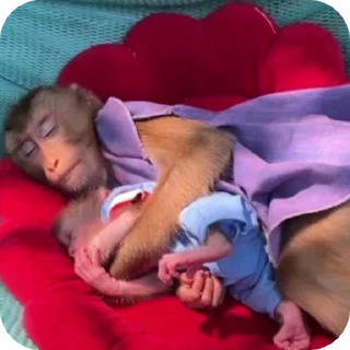 🐒 emoji бибизянис @bibizianis Telegram sticker 20 of 30