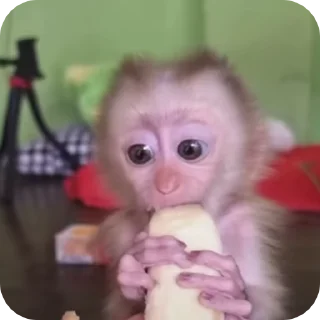 🐒 emoji бибизянис @bibizianis Telegram sticker 5 of 30