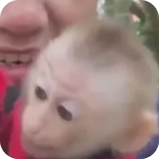 🐒 emoji бибизянис @bibizianis Telegram sticker 16 of 30