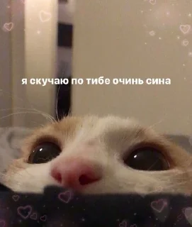 🥺 emoji мил Telegram sticker 6 of 64