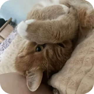 🤭 emoji Мем года Telegram sticker 12 of 25