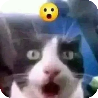 😯 emoji коты ебучие Telegram sticker 24 of 69