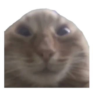 😺 emoji коты ебучие Telegram sticker 9 of 69