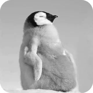 🐦 emoji Чб пингвин by @Stikeryrubot Telegram sticker 6 of 33